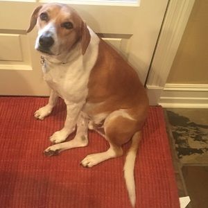 Meet your Posher, Brady